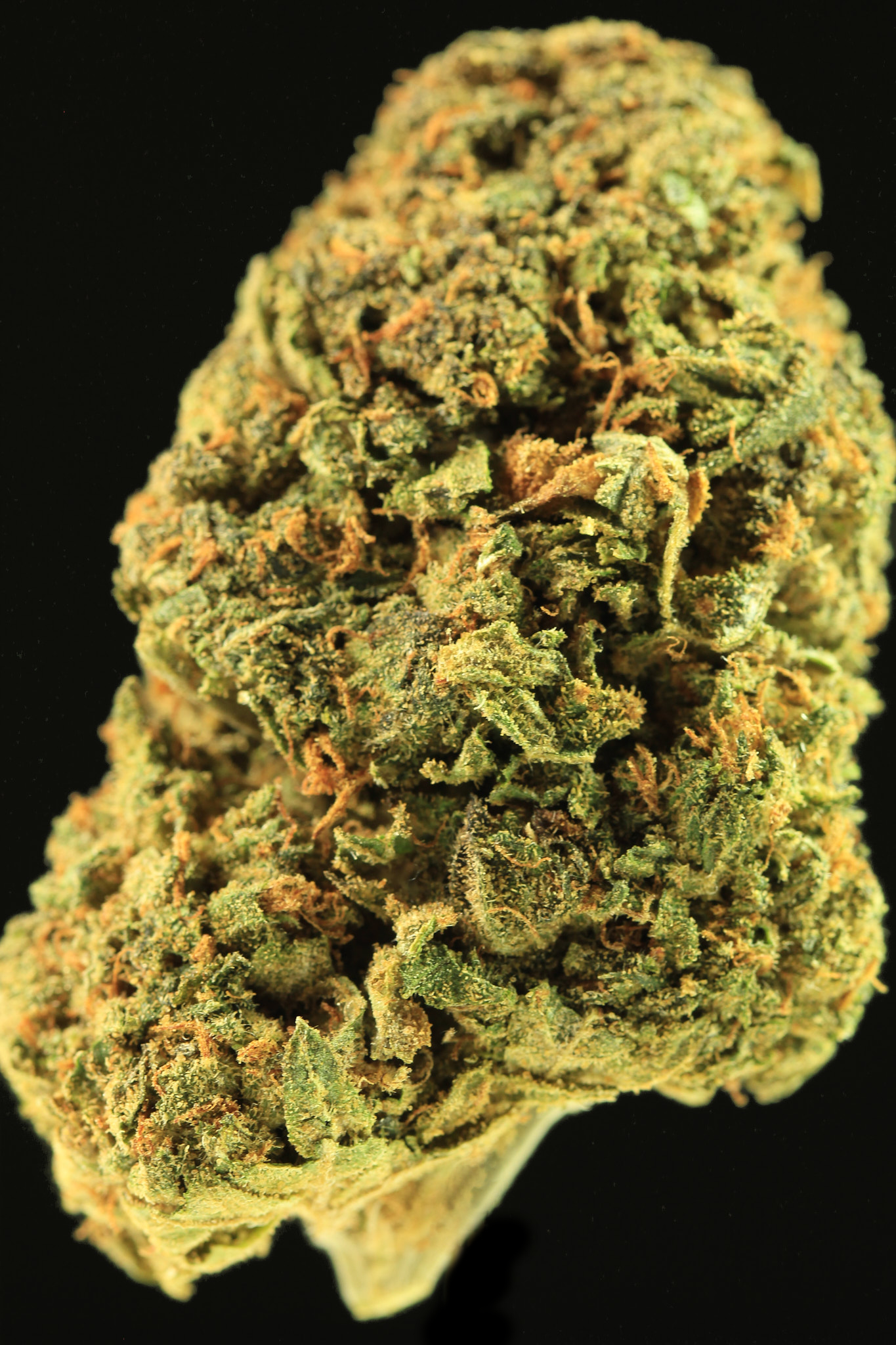 Karma Cup 2022 Hybrid photo