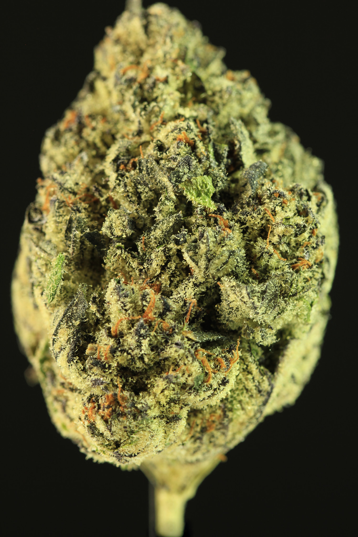 Karma Cup 2022 Indica photo