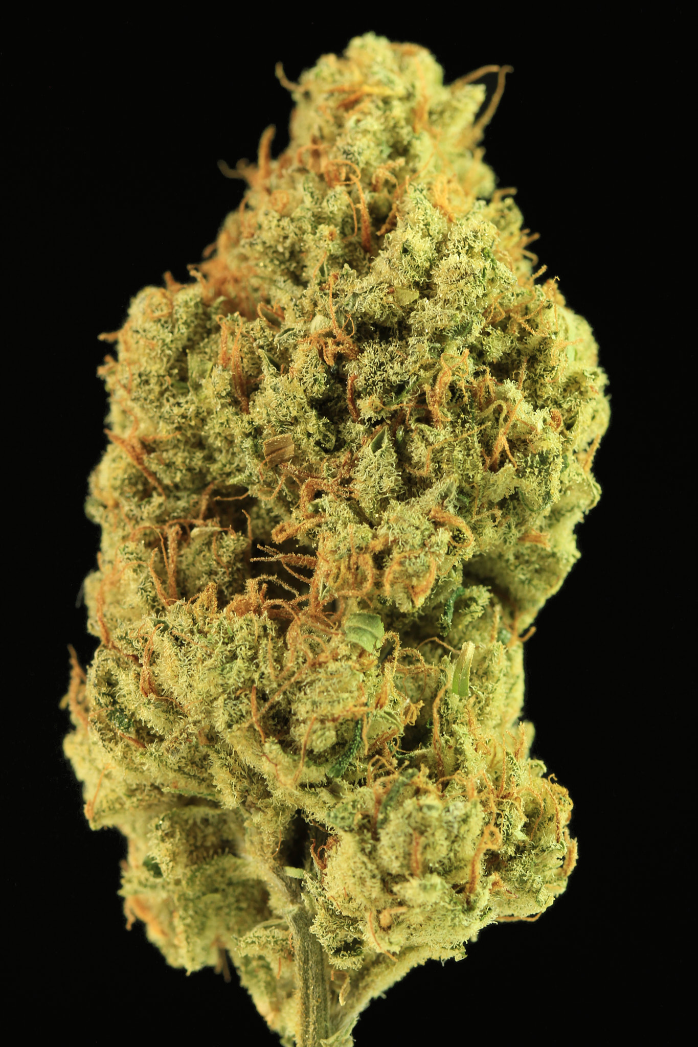 Karma Cup 2022 Sativa photo
