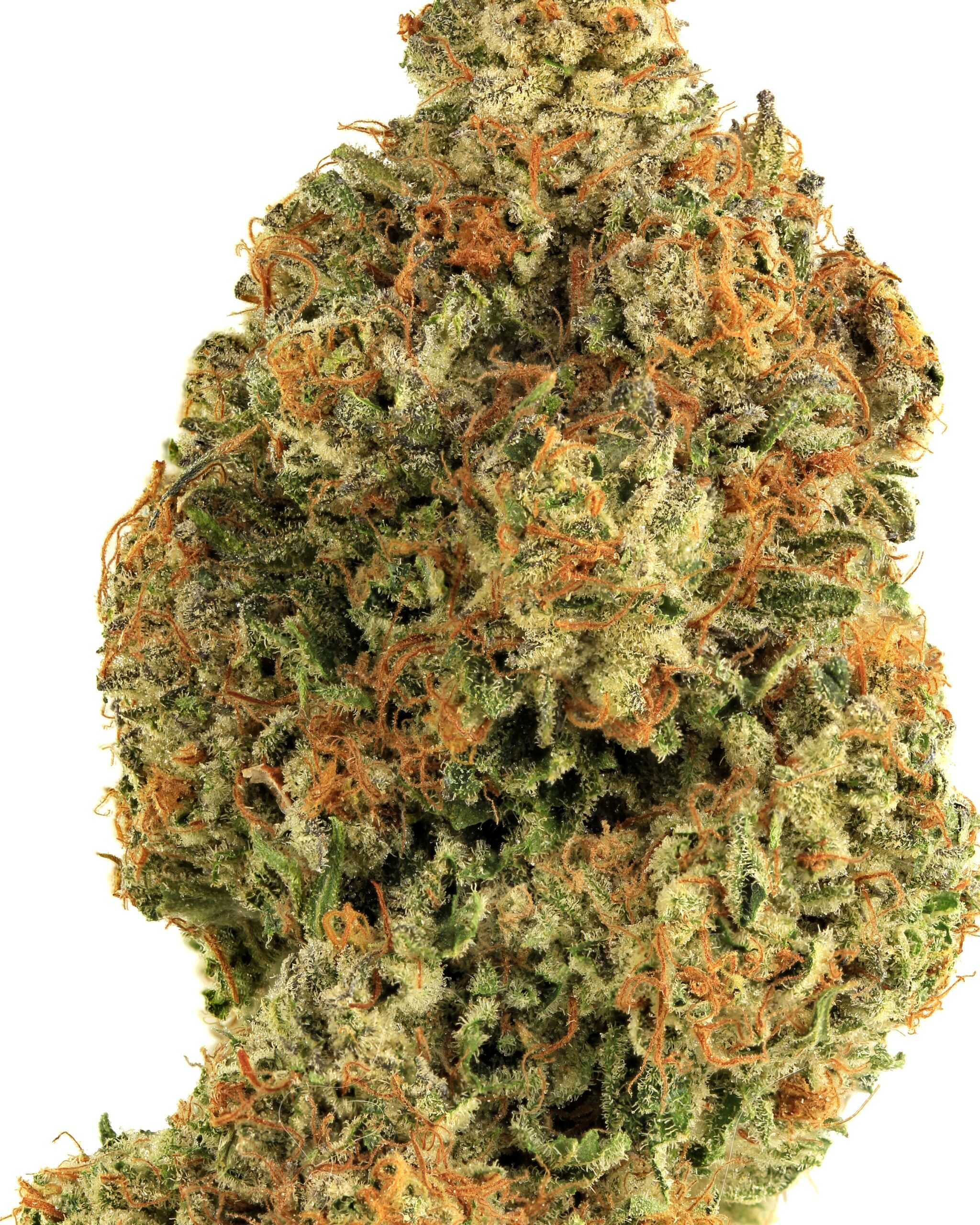 hybrid 5b 1