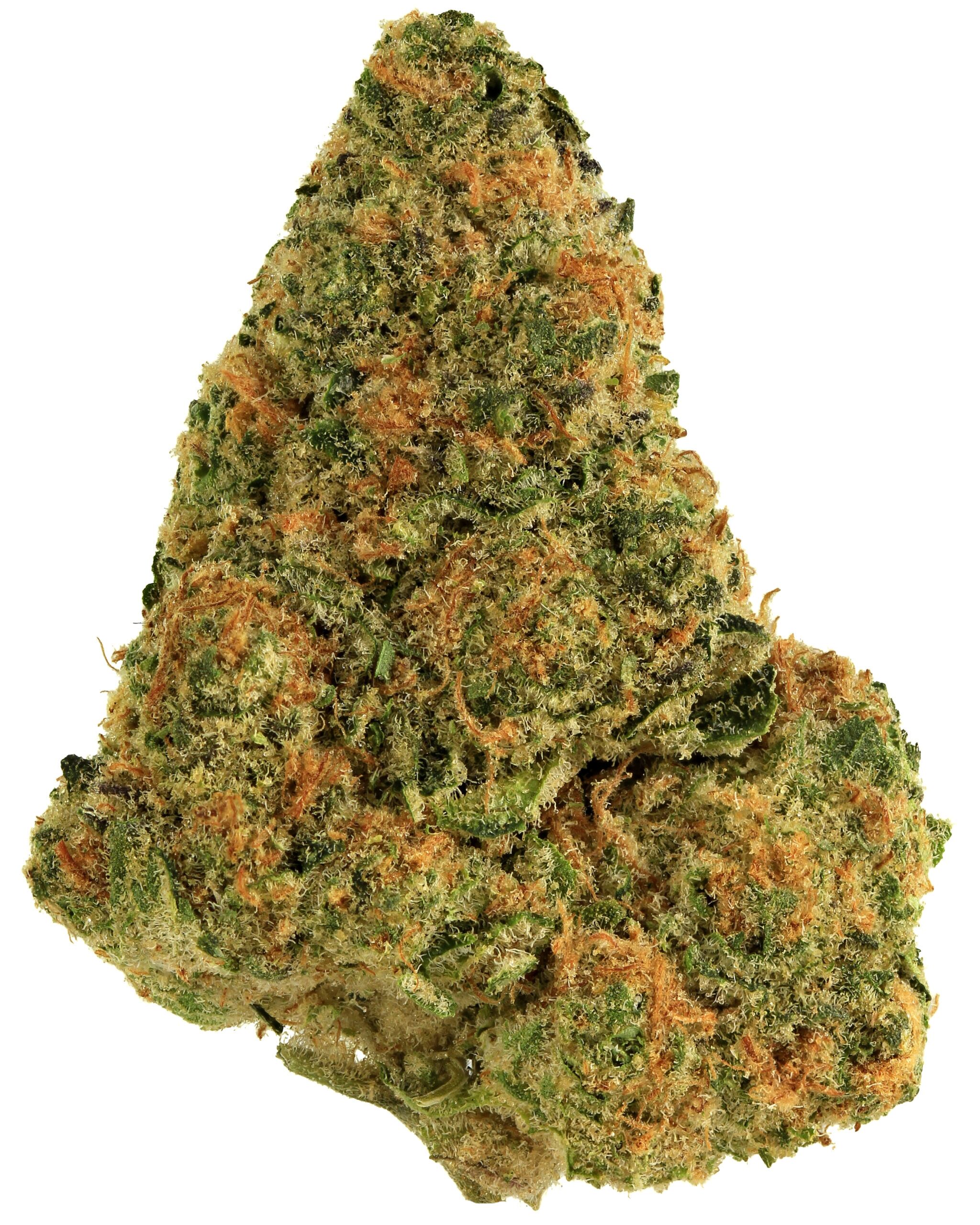 sativa 7 1