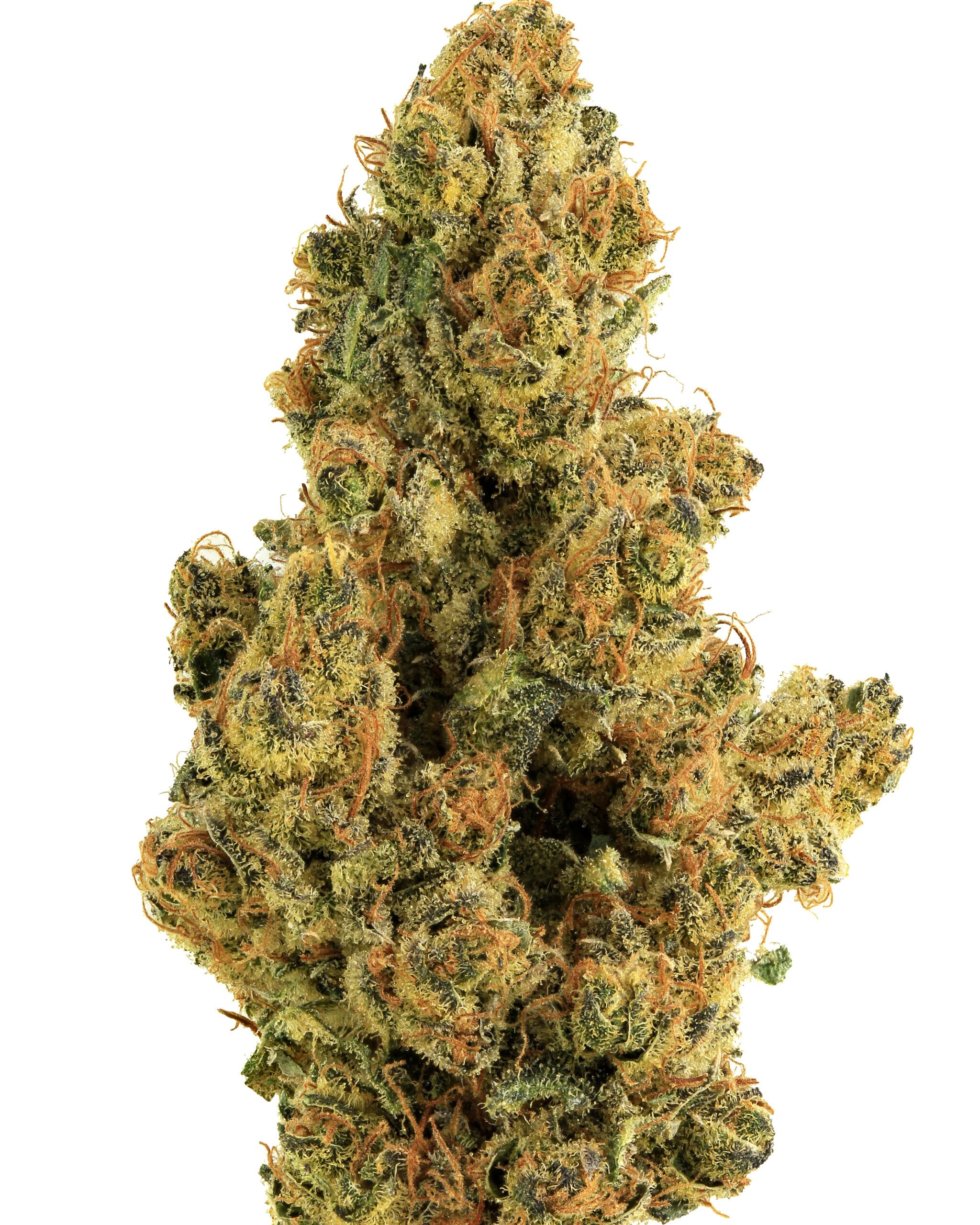sativa 1 1