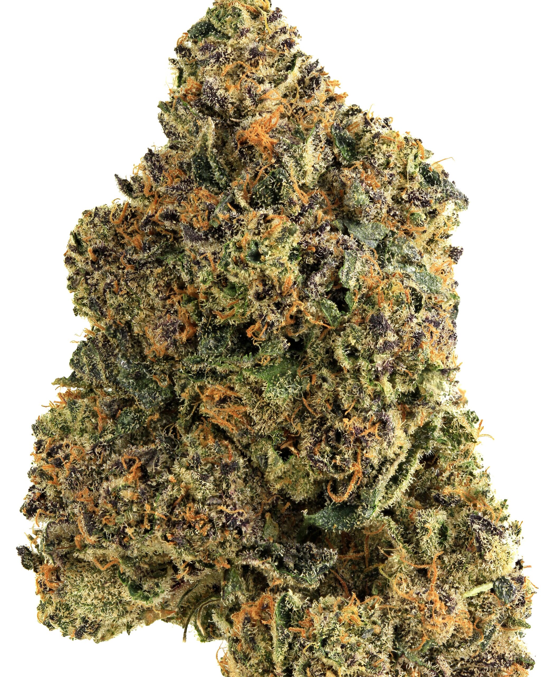 Indica 3 1