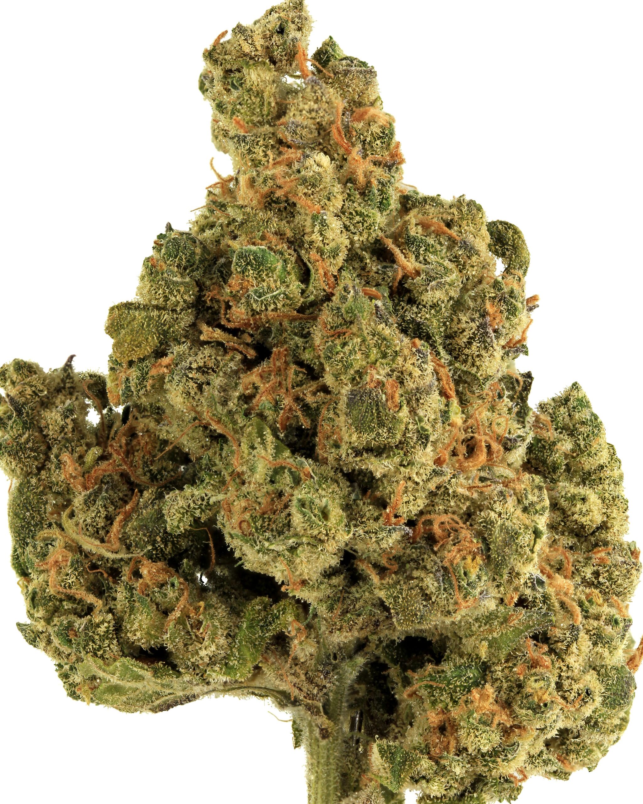 sativa 3 1