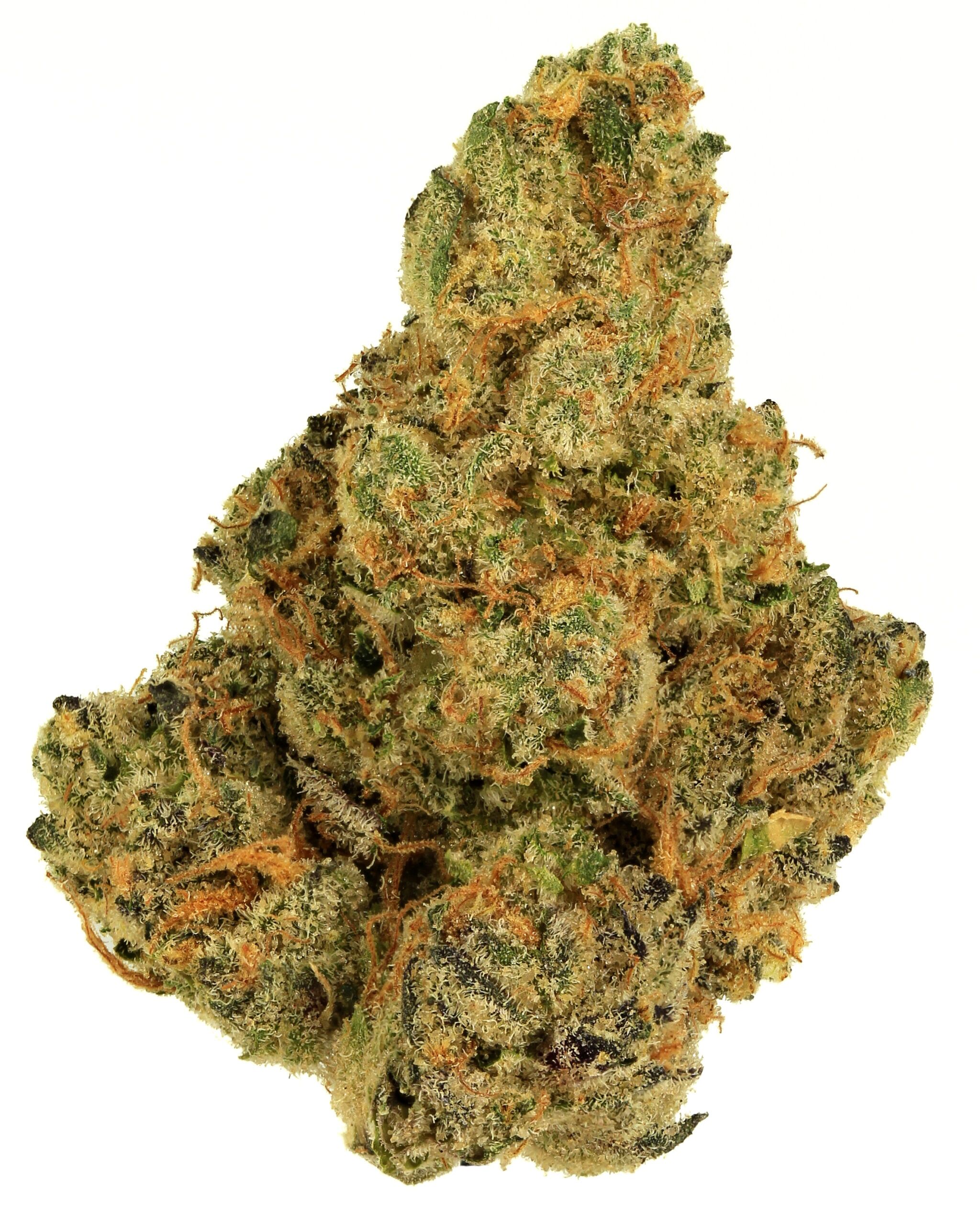 Indica 6 1