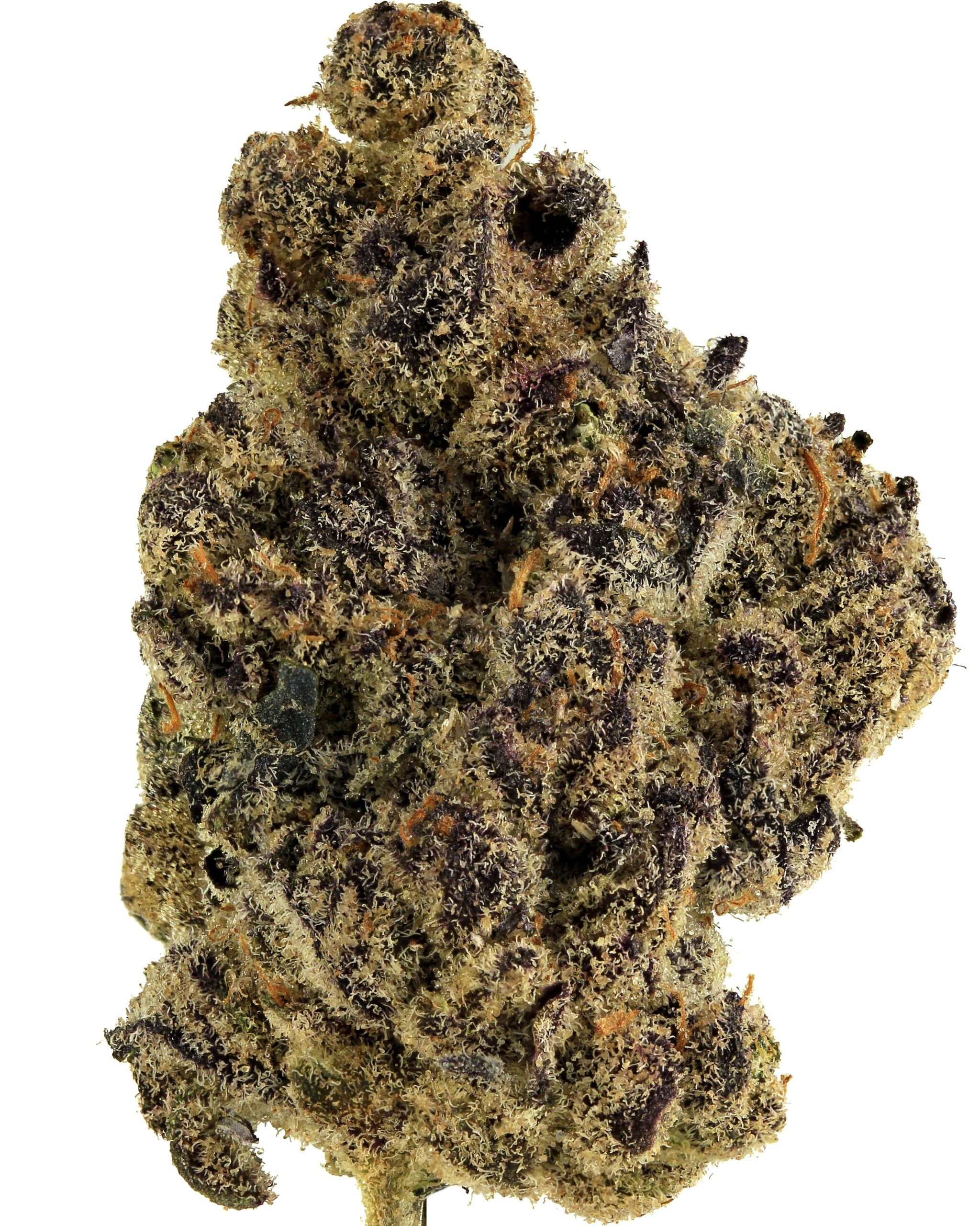 Indica 7 1