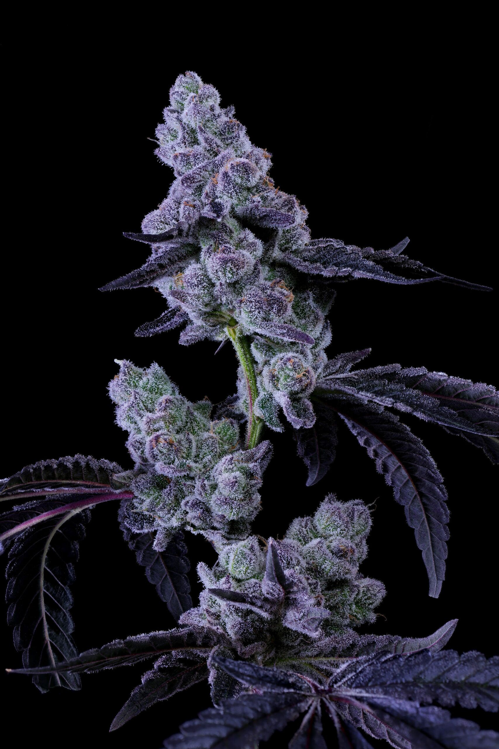 QWEST_GrapeCake_LivePlant-2