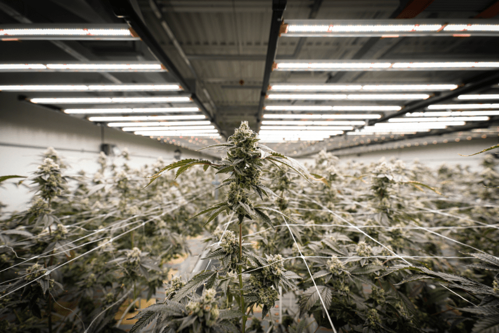 Royal Cannabis Supply Co. grow room