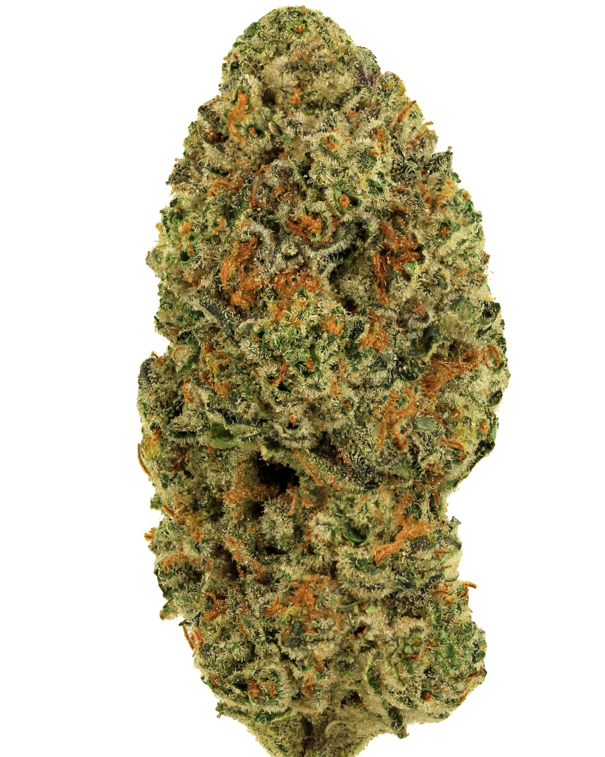 Indica 4 1