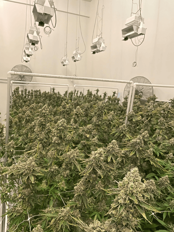 Sublime Culture grow room