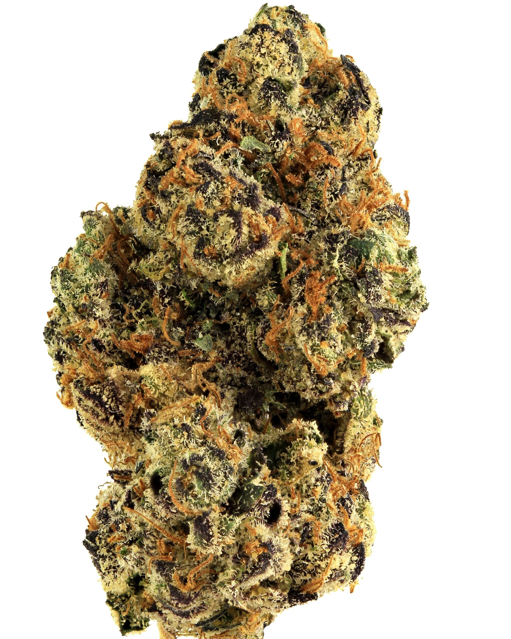 Indica 5 1