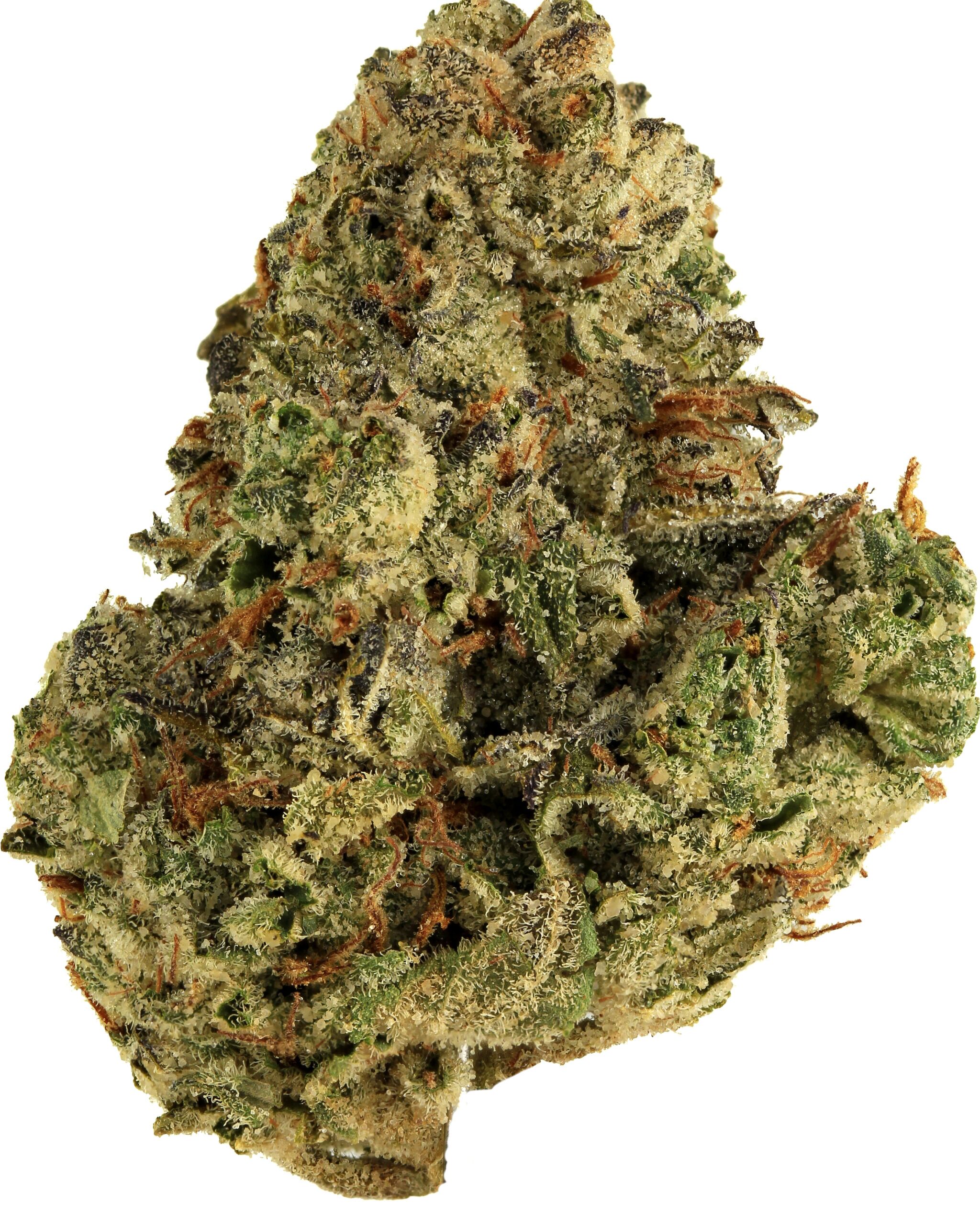 sativa 6b 1